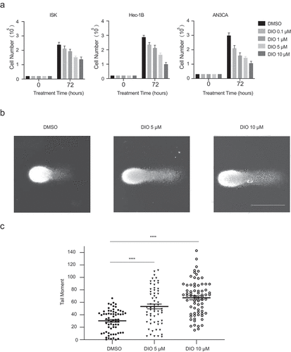 Figure 1. Diosmetin impairs the genomic stability of EC cells and inhibits the cell proliferation
