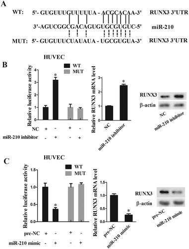Figure 4. RUNX3 was a direct target of miR-210. (a) Bioinformatics software mircoRNA.org was used to predict microRNAs that bind to RUNX3, and found there were combination sites between miR-210 and 3ʹ UTR of RUNX3. (b) Wide type (WT) and Mutation (MUT) RUNX3 3ʹ UTR were inserted into plasmid pIS0 to construct RUNX3 mRNA (WT) and RUNX3 mRNA (MUT). WT RUNX3-UTR-pIS0 and miR-210 inhibitor were co-transfected into HUVEC. Luciferase activity was higher than NC group, while there was no significant change in luciferase activity after co-transfected with Mu-RUNX3-UTR-pIS0 and miR-210 inhibitor. miR-210 inhibitor was transfected into HUVEC. RUNX3 levels in miR-210 inhibitor group were significantly higher than NC group. (c) WT RUNX3-UTR-pIS0 and miR-210 mimic were co-transfected into HUVEC. Luciferase activity was lower than pre-NC group, while there was no significant change in luciferase activity after co-transfected with Mu-RUNX3-UTR-pIS0 and miR-210 mimic. miR-210 mimic was transfected into HUVEC. RUNX3 levels in miR-210 mimic group were significantly lower than pre-NC group. *P < 0.05, compare with pre-NC or NC group.