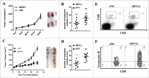 Figure 3. lnc-sox5 regulates the tumor growth and tumor microenvironment in immune proficient mice. (A) Balb/c nude mice were inoculated with 2.0*10ˆ6 Caco-2 cells which were siRNA1 or siNC stably expressing and the tumor volume was measured. (B) The metastatic nodules in liver was counted in hlnc-sox5 knock-down or NC groups. (C) Immune proficient mice were inoculated with 2.0*10ˆ6 MC-38 cells which were siRNA or siNC stably expressing and the growth curve was measured. (D) The metastatic nodules in liver was counted in mlnc-sox5 knock-down or NC groups. (E) The frequency of CD3+CD8+ CTLs was determined by flow cytometry. (F) The cytotoxicity of CD8+CTLs was assessed by intracellular staining with Granzyme B antibody and subsequently detected by flow cytometry. All results were shown as mean ± SEM * means p < 0.01, ** means p < 0.01 and *** means p < 0.001.