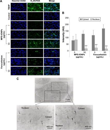 Figure 7 Cellular distriubtion of MPS-IONPs and Resovist (ferucarbotran) in human aortic endothelial cells.Notes: (A) ROS generation induced by MPS-IONPs and ferucarbotran in human aortic endothelial cells (HAoECs) observed by confocal microscopy (magnification ×400). (B) Fluorescence intensity of ROS in cytosol and nucleus observed by confocal microscopy. A significant decrease in ROS production in the nucleus compared to that of the cytosol was observed in ferucarbotran-exposed cells at 5 and 50 μg/mL (***P<0.001). (C) Transmission electron-microscopy analysis of 1 μg/mL MPS-IONP-exposed HAoECs at 24 hours. Arrows indicate IONPs. MPS-IONPs were observed in both the cytosol and nucleus.Abbreviations: ROS, reactive oxygen species; MPS, 3-methacryloxypropyltrimethoxysilane; IONPs, iron oxide nanoparticles; H2-DCFDA, carboxy-2′,7′-dichlorofluorescein diacetate; TBHP, tert-butyl hydroperoxide.