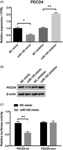 Figure 4. PDCD4 was the target of miR-155 in PCOS. (A) PDCD4’s level was examined via qRT-PCR. (B) Protein level of PDCD4 was tested via Western blot. (C) Luciferase activity experiment determined target relationship between miR-155 and PDCD4. *p < .05 and **p < .01 in comparison with related NC. The data were shown as mean + SD.