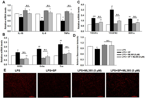 Figure 7 SP blocks LPS-triggered HPMECs injury depending on Nrf2 activation. HPMECs were stimulated with ML358 (5 μM) for 1 h, followed by stimulated with LPS (1 μg/mL) for 2 h and treated with SP (0.6 mM) for additional 24 h. (A) mRNA levels of inflammatory cytokines. (B) mRNA levels of antioxidant genes. (C) The mRNA levels of angiogenesis-related genes. (D) Relative fluorescent intensity of DHE staining. (E) Representative DHE staining images. #P<0.05 vs LPS; ##P<0.01 vs LPS; ###P<0.001 vs LPS; †P<0.05 vs LPS + SP; ††P<0.01 vs LPS + SP; n.s. vs no significance. Values are mean ± SE, n=3 per group.