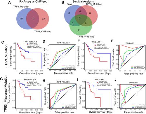 Figure 6 TP53 mutation related and directly regulated lncRNA prognosis markers in HCC. (A) Venn plot of the overlap lncRNAs of TP53 mutation related lncRNAs and TP53 directly regulated lncRNAs. (B) Venn plot of the TP53 mutation related lncRNAs and TP53 directly regulated lncRNAs that show clinical significance in total, TP53 wild type and TP53 mutation HCC patients by Kaplan–Meier survival analysis (p<0.05). (C–F) Kaplan–Meier survival curve and Time dependent ROC curve of RP4-736L20.3 and SNRK-AS1 in TP53 mutation HCC patients. (G–J) Kaplan–Meier survival curve and Time dependent ROC curve of RP4-736L20.3 and SNRK-AS1 in TP53 missense mutation HCC patients.