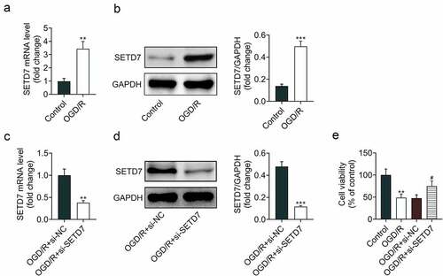 Figure 1. Knockdown of SETD7 increased cell viability of OGD/R-induced PC12 (a) mRNA expression of SETD7 was increase in OGD/R-induced PC12. (b) Protein expression of SETD7 was increase in OGD/R-induced PC12. (c) Transfection with si-SETD7 reduced expression of SETD7 in OGD/R-induced PC12. (d) Transfection with si-SETD7 reduced protein expression of SETD7 in OGD/R-induced PC12. (e) Knockdown of SETD7 promoted cell viability of OGD/R-induced PC12. # vs. OGD/R+ siNC, p < 0.05. ** vs. control, p < 0.01.