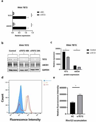 Figure 4. TET2 regulates ABCB1 expression and function in hCMEC/D3 cells. a.qPCR data showing the relative expression of TET2 and ABCB1 after siRNA transfection of TET2. *p < 0.05 indicates asignificant difference from siNC. b.Western blot showing TET2 and ABCB1 expression after TET2 depletion at 24 h and 48 h, respectively. c.Quantification of Western blot bands to determine TET2 and ABCB1 expression after TET2 depletion. *p < 0.05 indicates asignificant difference from siNC. d.Intracellular accumulation of Rho123 in hCMEC/D3 cells was determined by flow cytometry. e.Quantification of Rho123 uptake after TET2 depletion. *p < 0.05 indicates asignificant difference from siNC. siTET2, silencing TET2; siNC, silencing negative control.