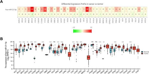 Figure 1 Profiles of differential miR-21-5p expression in cancer and normal tissues using a TCGA dataset. (A) A heatmap showing levels of miR-21-5p expression in pan-cancer; (B) Boxplots showing miR-21-5p expression in pan-cancer.