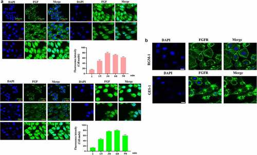 Figure 2. (a). The GES-1 and RGM-1 cells were seeded on 6-well cell culture plates. 40% confluent cells were starved for 10 h. The cells were then stimulated with FITC-FGF for the indicated time points. After the cells were fixed, the cells were observed using CLSM. (b). FGF could not transport into the nucleus in the senescent cells. The average fluorescence intensity of 50 cells was measured and analyzed. Asterisks indicate significant differences (P < 0.05).