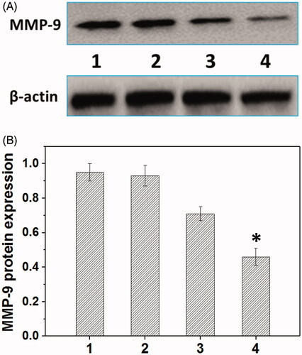 Figure 7. Representative MMP-9 protein expression determined by western blot analysis (A) and its quantitative analysis of MMP-9 protein expression (B) in HNE-1 cells treated with different formulations (n = 3). (1: PBS control; 2: blank Tf-HPAA-GO; 3: PEI-25k/pMMP-9 at a weight ratio of 1.3; 4: Tf-HPAA-GO/pMMP-9 at a weight ratio of 20).