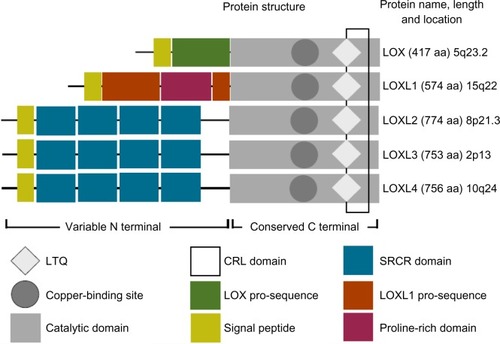 Figure 1 The lysyl oxidase family.