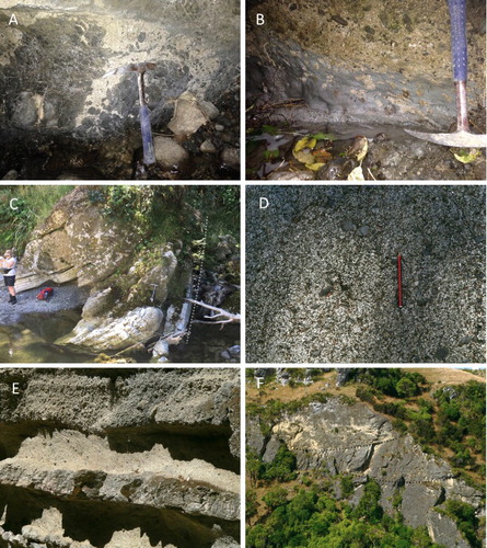 Figure 4. A, Basal contact of the Clay Creek Limestone overlying weathered Torlesse basement at Homestead Creek. B, Basal contact of the Clay Creek Limestone overlying Bells Creek Mudstone at Homestead Creek. C, Clay Creek Limestone folded and truncated against the Te Ahitaitai Fault (dotted line) at the southern end of Saw Cut Gorge, Makara River. D, Abundant small basement-derived pebbles within the Clay Creek Limestone at the southern end of Saw Cut Gorge. E, Well-bedded Clay Creek Limestone showing high-angle planar cross-stratification, Saw Cut Gorge. Image is c. 2 m wide. F, Giant-scale trough cross-stratification in the Clay Creek Limestone at the northern end of Saw Cut Gorge.