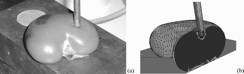 Figure 2. Experimental (a) and computed (b) results for a lamb kidney indentation.