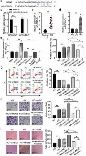 Figure 3. MEG3 acts on neovascularization by regulating miR-6720-5p. (a) Alignment of potential miR-6720-5p binding sites in MEG3. (b) Luciferase activity was detected in hRMECs transfected with constructs containing wild-type of MEG3 or mutated MEG3 plasmid in response to the transfection of miR-6720-5p mimic. (c) The expression level of miR-6720-5p in the retinal tissue microenvironment of DR and normal rat. (d) The expression level of miR-6720-5p was measured by qRT-PCR in hRMECs treated with HG, NG or OS. (e) The expression level of miR-6720-5p was detected by qRT-PCR in hRMECs transfected with si-MEG3 or miR-6720-5p inhibitor. (f) Cell viability was detected by using MTT assay in hRMECs transfected with si-MEG3 or miR-6720-5p inhibitor. (g) Cell apoptosis rate was detected by using flow cytometry assay in hRMECs transfected with si-MEG3 or miR-6720-5p inhibitor. (h) Cell migration was assessed using transwell assay after treatment with si-MEG3 or miR-6720-5p inhibitor. Representative images were shown. (i) Tube formation assay was used to detect tubulogenesis of hRMECs transfected with si-MEG3 or miR-6720-5p inhibitor. Representative images were shown. HG, high glucose. OS, osmotic control. NG, normal glucose. *P < 0.05; **P < 0.001