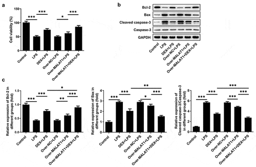 Figure 7. Overexpression of lncRNA MALAT1 reinforced the anti-apoptosis effect of DEX on LPS-stimulated BEAS-2B cells. (a) Cell viability of BEAS-2B cells was determined with CCK-8 assays. (b,c) The expressions of apoptosis-related proteins in BEAS-2B cells were determined with western blotting assay