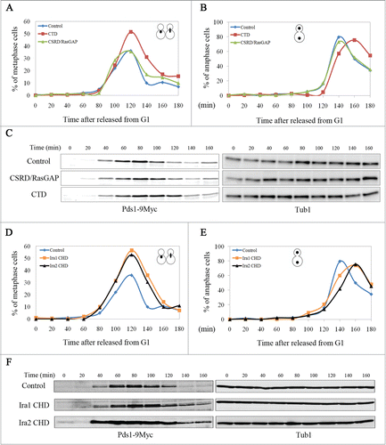 Figure 3. The neurofibromin C-terminal domain (CTD) and the Ira1/2 neurofibromin CTD-homologous domain (CHD) regulate the metaphase to anaphase transition in budding yeast. pCEN-PGAL1-3HA-NF1-CTD, pCEN-PGAL1-3HA-NF1-CSRD/RasGAP, pCEN-PGAL1-3HA-IRA1-CHD, pCEN-PGAL1-3HA-IRA2-CHD, or pCEN-PGAL1-3HA were transformed into cells expressing Myc-tagged Pds1 (strain YSK2202). Cells transformed with these plasmids were synchronized at G1 with α-factor (50 ng/mL), and then the expression of CTD, the neurofibromin cysteine and serine-rich domain/Ras-GTPase activating protein domain (CSRD/RasGAP), and the Ira 1/2 CHD under the GAL1 promoter were induced for 1 h prior to release into galactose medium at 25°C. (A, B, D, and E) The cell cycle progression and (C and F) Pds1 expression level in cells expressing CTD, CSRD/RasGAP, or CHD. (A, B, D, and E) Cells were collected every 20 min and stained with 4ʹ,6-diamidino-2-phenylindole, and then metaphase and anaphase cells were counted (n = 200). (C and F) Cells were collected every 20 min, and then Pds1 expression was detected by western blotting using an anti-Myc antibody (Pds1-9Myc). α-Tubulin is shown as a loading control (Tub1).