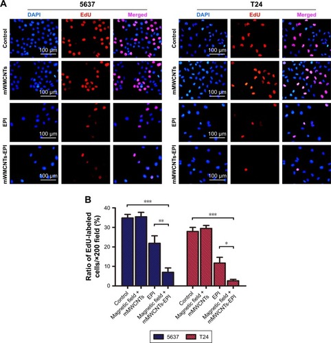 Figure 5 In vitro proliferation-inhibition activity.Notes: (A) Immunofluorescence-staining microscopy of EdU (red) and nuclei (blue) of 5637 and T24 cells treated with 40 µg/mL mMWCNTs and control groups. (B) Graphic representation of EdU-labeled cell ratio of each group in A. *P<0.05, **P<0.01, ***P<0.001.Abbreviations: EdU, ethynyl deoxyuridine; mMWCNTs, magnetic multiwalled carbon nanotubes; EPI, epirubicin.