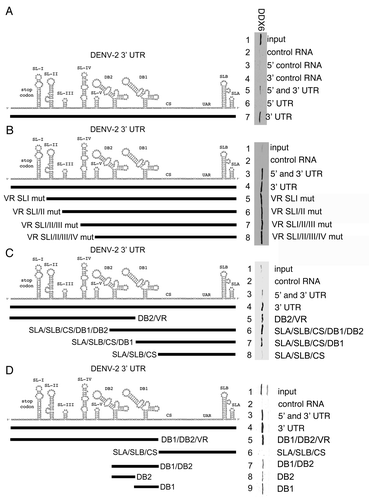 Figure 5 DDX6 interacts with the DENV-2 3′ UTR via DB2 and DB1 structures. (A–D) Interaction sites for DDX6 were determined using the RNA affinity chromatography method. Deletion mutants were generated from the original 5′ and 3′ UTR construct by PCR and used as templates for T7 in vitro transcription. The left part illustrates the secondary structures present in the DENV-2 3′ UTR based on structural studies and Mfold secondary structure prediction.Citation11,Citation60,Citation61 The deletion mutations used to map 3′ UTR interaction sites are illustrated by black lines under the predicted secondary structures. T7 transcripts were purified, heated to 95°C, cooled and bound to tobramycin-sepharose beads. RNA-bound beads were incubated with cell lysate followed by washing and elution prior to analysis by western blotting for DDX6.