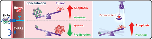 Scheme 2 Schematic illustration of the concentration-dependent bi-functional effect of TNFα in the modulation of proliferation and apoptosis in vivo. The combination of Dox and TNFα could significantly inhibit tumor growth via both intrinsic and extrinsic apoptosis pathways.
