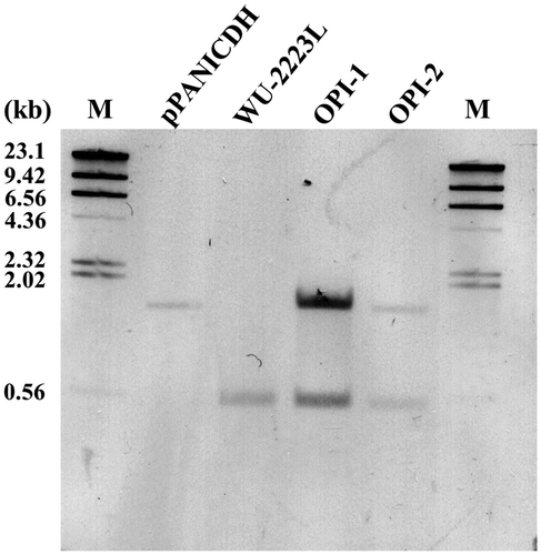 Fig. 2. Southern Blot Analysis for the Confirmation of pPANICDH Introduction.Note: OPI-1 and OPI-2 are pPANICDH transformants. Genomic DNAs were isolated from mycelia obtained after a 2-d cultivation and digested with SpeI and HindIII. Lane M, λ/HindIII digest.