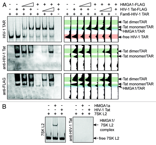 Figure 3. HMGA1 competes in vitro with HIV-1 Tat for TAR-binding. (A) HMGA1 and HIV-1 Tat compete for HIV-1 TAR binding. Fam6-labeled HIV-1 TAR was incubated with immunopurified HMGA1a-FLAG (HIV-1 Tat-FLAG) in presence of increasing amounts of immunopurified HIV-1 Tat-FLAG (HMGA1a-FLAG). The resulting complexes were separated by native PAGE in comparison to HIV-1 TAR RNA or HMGA1a-FLAG and Tat-FLAG alone. The Fam6-labeled RNA was visualized at UV light (upper part, left panel). Protein complexes were subjected to western blot analyses using anti-HIV-1 Tat antibody (middle part, left panel) and anti-FLAG antibody (lower part, left panel). The relative intensities of the signals were plotted using Image J software (right part). (B) Fam6-labeled 7SK L2 RNA was incubated with immunopurified HMGA1a-FLAG or Tat-FLAG and the resulting complexes were analyzed in EMSAs compared with 7SK L2 RNA alone (control). Protein complexes were subjected to western blot analyses using anti-HIV-1 Tat antibody.