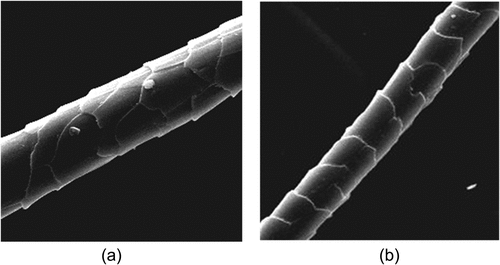 Figure 3. (a) Wool and (b) cashmere.