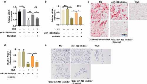 Figure 5. Honokiol blocks the promotional role of miR-100 inhibition in osteogenic function of OVX-BMSCs. (a-b) RT-qPCR analysis was used to detect the expression of ALP and OCN in different treatment groups. (c-d) Alizarin red staining was performed to determine the calcium deposition in different treatment groups. (e) ALP staining of OVX-BMSCs. All experiments were carried out three times independently. The error bar indicates SD. *p < 0.05; **p < 0.01; ***p < 0.001.