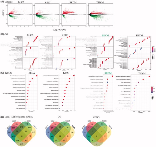 Figure 3. The differential expressed genes between high and low Sema4D expression in BLCA, KIRC, SKCM and THYM. Enrichment analysis of Gene ontology (GO) function and Kyoto encyclopaedia of genes and genomes (KEGG) pathway for differential expression genes. (A) Volcano map showed the differential expressed genes. Green means decrease, and red means increase. (B) GO and (C) KEGG pathway analysis in BLCA, KIRC, SKCM, and THYM. (D) Venn plots showed the intersection in differential expressed genes, GO and pathway categories between high and low Sema4D expression in BLCA, KIRC, SKCM, and THYM.