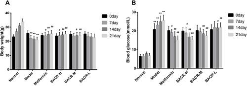 Figure 1 Effect of BACR on body weight (A) and on the blood glucose (B). Metformin group: 320mg/kg; BACR-H group: 120mg/kg; BACR-M group: 60mg/kg; BACR-L group: 30mg/kg. Data are presented as the mean ± SD (n = 10). **P< 0.01 vs Normal control group. #P < 0.05 or ##P<0.01 vs Model control group.