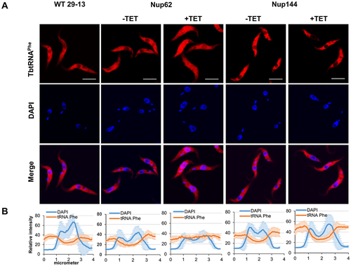 Figure 3. Downregulation of nucleoporin TbNup62 affects nuclear export of tRNAPhe, while TbNup144 does not affect tRNAPhe trafficking. (A) To determine the subcellular localization of mature tRNAPhe in WT, non-induced (-TET) and RNAi-induced (+TET) TbNup62 and TbNup144 cells fluorescent in situ hybridization was performed. Micrographs show the subcellular localization of mature tRNAPhe (red-Cy3). DAPI (blue) was used to stain the kinetoplast and nucleus DNA. Bars, 5 µm. (B) Quantification of the fluorescence intensity of tRNAs (orange) and DAPI (blue) in non-induced and 28 hr RNAi-induced TbNup62 and TbNup144 cell lines. Each graph shows the intensity profile of individual fluorophores (orange-tRNAPhe, blue-DNA) of 6 randomly selected cells, representing the relative intensity average ±SD.