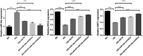 Figure 5. The effect of AS-IV on mRNA expression of autophagy-related factors in HG-damaged H9C2(2-1) cells. X axis: different intervention groups of H9C2(2-1) cells; Y axis: relative mRNA quantity of target gene was compared with internal reference gene GAPDH; **p < .01, ***p < .001.