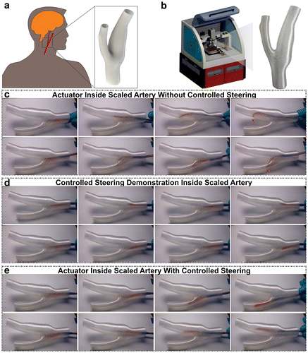 Figure 4. 3D-printed bio-medical soft robot. (a) 3D CAD model of the carotid artery. (b) 3D-printed scaled version of the carotid artery. (c) Traveling of omnidirectional robot inside carotid artery without controlled steering. (d) Demonstration of static steering of omnidirectional robot inside carotid artery. (e) Traveling of omnidirectional robot inside carotid artery [Citation4].