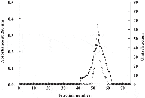 Figure 2. Chromatography of date palm cv. Agwa POII DEAE-Sepharose fraction on Sephacryl S-200 column. (•___•) Absorbant at 280 nm (x --- x) units/fraction