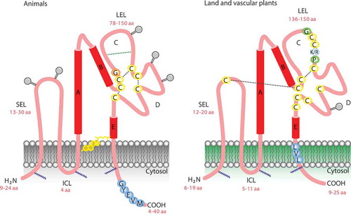 Figure 1. A general model describing the tetraspanin organization in the plasma membrane. Note the similarity and differences in the two extracellular loops. Plant tetraspanins contain a conserved cysteine that is not present in animal tetraspanin. (SEL) small extracellular loop, (LEL) large extracellular loop, (ICL) intracellular cytoplasmic loop, (GYEVM) endosome signal peptide, (GCCK/RPC) conserved sequence in plants, (LVL) putative plasmodesmata sorting.