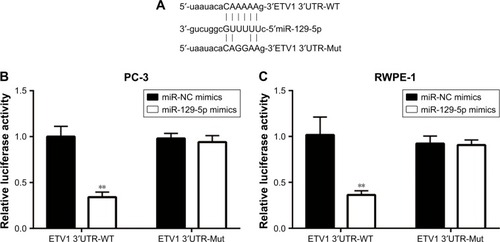 Figure 4 ETV1 was a direct target of miR-129-5p.Notes: (A) Sequence alignment of ETV1 mRNA 3′UTR-WT (wild type), 3′UTR-Mut (mutant), and miR-129-5p sequence. (B) Dual Luciferase Reporter Assay showed that miR-129-5p mimics reduced luciferase activity of PC-3 cells transfected with pGL3-ETV1 3′UTR-WT not mutant ETV1 3′UTR. (C) Dual Luciferase Reporter Assay showed that miR-129-5p mimics reduced luciferase activity of RWPE-1 cells transfected with pGL3-ETV1 3′UTR-WT not mutant ETV1 3′UTR. **P<0.01.