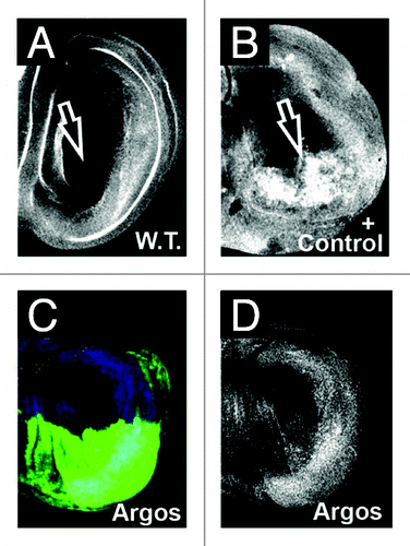 Figure 3. Argos expression does not decrease apoptosis in developing wings. All panels show wild-type third instar wing discs stained for activated Caspase 3. Anterior up, dorsal left. (A) Wild-type wing disc. (B) Positive control showing increased Caspase 3 activation (arrow) in the posterior compartment. Genotype is engrailed-Gal4/ UAS:DIM-7 (Drosophila Importin 7 homolog). (C) Caspase 3 staining (blue) in engrailed-Gal4; UAS:GFP/UAS:Argos discs. GFP is colored green. (D) Caspase 3 staining (white) from (C). Note there is no decrease in Caspase 3 activation upon Argos expression in the posterior compartment of wing discs.