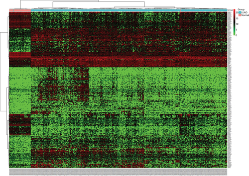 Figure S1 Hierarchical cluster dendrogram of all differentially expressed lncRNAs from TCGA LUAD RNA-seq dataset. The horizontal axis shows clusters of samples, and the left vertical axis shows clusters of lncRNAs. The red rectangular strip in the upper portion of the picture represents normal tissue samples, and the light blue rectangular strip denotes LUAD samples. Red rectangles represent overexpressed genes, and green rectangles represent underexpressed lncRNAs. Black rectangles represent median-expressed lncRNAs.Abbreviations: TCGA, The Cancer Genome Atlas; LUAD, lung adenocarcinoma; RNA-seq, RNA sequencing.