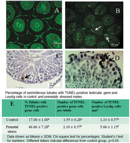 Figure 5. TUNEL-positive cells in testicular sections from control and prenatally stressed (PS) males. (A) and (C): control testes; (B) and (D): seminiferous tubules from a PS male. The number of TUNEL-positive cells (arrows) observed in seminiferous epithelium were bigger in PS than in control males. (A) and (B): confocal microscopy; (C) and (D): light microscopy microphotographs showing TUNEL-positive cells, mainly Spermatocytes (arrows). Magnification in panels (A) and (B): 100×; magnification in (C) and (D): 1000×. (E) Percentage of seminiferous tubules with TUNEL-positive testicular germ and Leydig cells in control and prenatally stressed males. Data shown as Means ± SDM. Chi-square test for percentages; student’s t test for numbers. Different letters indicate differences from control group, × = 0.05.