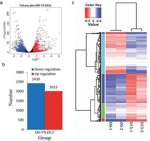 Figure 3. DEGs by RNA-Seq.(a) Clustering DEGs at D0 and D13. (b) Number of DEGs for D0 vs. D13. (c) Hierarchical clustering of gene expression data shows distinguishable gene expression profiles between preadipocytes (D0-1 and D0-2) and differentiated adipocytes (D13-1 and D13-2).