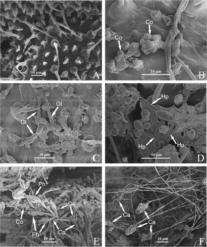 Figure 2. Invasion of Purpureocillium lilacinum strain ZJPL08 in D. citri observed under a scanning electron microscopy. (A) Control D. citri. (B − F) Fungal development on the surface of D. citri body at 1, 6, 12, 36 and 48 h post-inoculation. Co: conidia, Gt: germ tubes, Hp: hyphae, Ph: phialides, Cp: conidiophore, Ca: Conidiogenous apparatus.