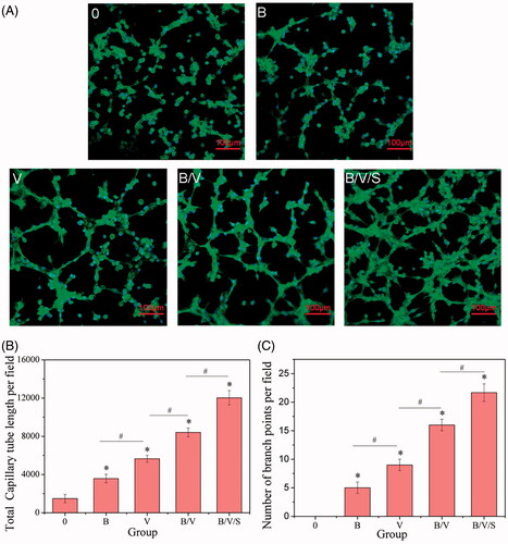 Figure 7. Effects of rhBMP-2, rhVEGF165 and 26SCS in collected medium at day 10 on HUVEC sprouting. Microscopy images of tube network formation under CLSM (A); Total capillary tube length (B) and number of branch points (C) per field in the different released medium. *p < .05 is significant difference to the corresponding 0 group; #p < .05 denote significant difference between the designated groups.