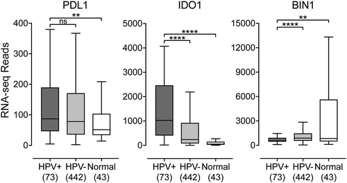 Figure 4. Transcript levels of tumor-derived interferon-responsive immunomodulatory genes in head & neck carcinomas stratified by HPV status. Normalized RNA-seq data for genes associated with tumor cell mediated immunomodulation including IDO1, its negative regulator BIN1, and PDL1 was extracted from the TCGA database for the HNSC cohort for HPV+, HPV-, and normal control tissues. Numbers in brackets refer to the number of samples included in each analysis. * p ≤ 0.05, ** p ≤ 0.01, *** p ≤ 0.001, **** p ≤ 0.0001, ns (not significant).