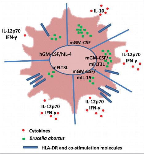 Figure 1. The figure summarizes the main findings of the paperCitation1 and introduces some findings from the literature.Citation5 The schematic dendritic cells (DC) represent murine bone marrow-derived DCs (BMDCs) differentiated into DCs in the presence of GM-CSF, FLT3L or IL-15, alone or combined, and human circulating monocytes differentiated into DCs in the presence of GM-CSF and IL-4. The figure shows the replication of B. abortus, the expression of co-stimulation molecules such as HLA-DR and the production of cytokines by murine and human DCs. Note that IL-12p40, TNF, IL-6 and CCL−2 are produced by both murine and human DCs. While GM-CSF plays a major role in B. abortus replication, FLT3L, which drives the differentiation of pDCs and classical DCs, does not create favorable conditions for B. abortus infection.