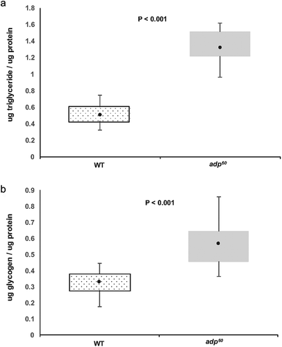 Figure 1. (a) Triglyceride and (b) glycogen content per total body protein for wild type (WT; stipple box) and adipose mutant (adp60; gray box) flies. Boxes indicate interquartile ranges (IQR), dark circles indicate means, and whiskers indicate maximum and minimum values within 1.5x IQR. Significant comparisons indicated by P values <0.05.