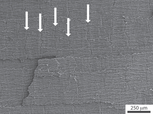 Figure 10. Ice-lens type defects (arrows) in ice-templated alumina. Solidification direction: left to right. Such defects appear perpendicular to the main solidification direction.