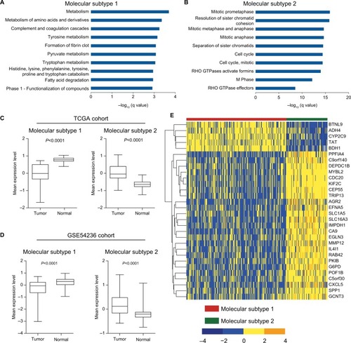 Figure 3 Transcriptome features of the two molecular subtypes.Notes: Enrichment of KEGG and Reactome pathways of signature genes for (A) molecular subtype 1 and (B) molecular subtype 2. Only the top ten significantly enriched pathways are shown (the full list of significantly enriched pathways are given in Table S5). Differences of mean expression (z-score) of signature genes for molecular subtype 1 and molecular subtype 2 between HCC tumor and adjacent normal tissue in (C) TCGA cohort and (D) GSE54236 cohort are provided. P-values were calculated by Wilcoxon signed-rank test. (E) Heatmap of the top 30 signature genes with highest PAM scores in molecular subtype 1 and molecular subtype 2.Abbreviations: HCC, hepatocellular carcinoma; PAM, Prediction Analysis for Microarrays; TCGA, The Cancer Genome Atlas.