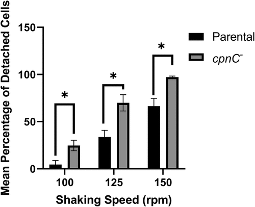 Figure 5. cpnC− cells exhibited decreased adhesion to plastic dishes. Parental (black bars) and cpnC− (gray bars) cells were plated on small petri dishes. Cells were imaged with phase-contrast microscopy at four marked spots before and after rotation at 100, 125, and 150 rpm. The number of cells in each image were counted and averaged. The percentage of detached cells after rotation was calculated by the subtraction of the average number of cells remaining after rotation from the average number of cells present before rotation divided by the number of cells present before rotation. Data from three trials was averaged and analyzed for significant differences between parental and cpnC− cells by a repeated measures two-way ANOVA and Sidak’s multiple comparisons, *indicates p < 0.05.