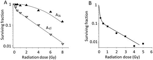 Figure 9. Dose survival responses of spermatogonia in mice (A) (Erickson Citation1981) and humans (B) (Clifton and Bremner Citation1983). Ais and Acl stand for isolated and clonally aligned A spermatogonia, respectively, in mice.