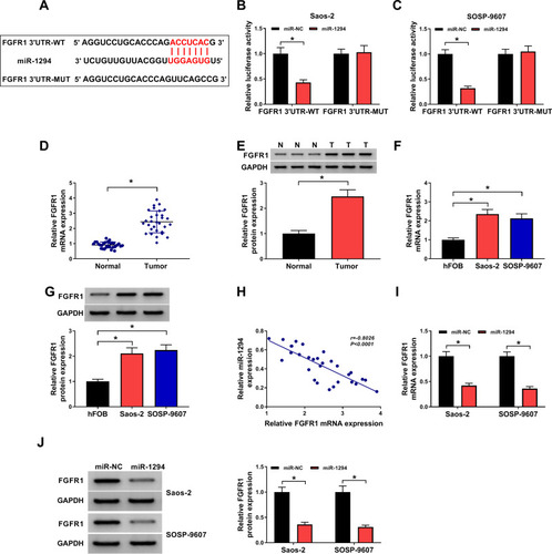 Figure 5 FGFR1 was a target of miR-1294 in OS. (A) The sequences of FGFR1 3ʹUTR-WT or FGFR1 3ʹUTR-MUT were exhibited. (B and C) Dual-luciferase reporter assay was performed to measure the luciferase activity of FGFR1 3ʹUTR-WT or FGFR1 3ʹUTR-MUT in Saos-2 and SOSP-9607 cells transfected with miR-1294 mimic or miR-NC. (D and E) The mRNA and protein expression of FGFR1 in OS tumor tissues (Tumor) and matched normal tissues (Normal) was detected by qRT-PCR and WB analysis, respectively. (F and G) QRT-PCR and WB analysis were used to determine the mRNA and protein expression of FGFR1 in OS cells (Saos-2 and SOSP-9607) and hFOB cells. (H) Pearson correlation analysis was employed to assess the correlation between miR-1294 and FGFR1 expression in OS. (I and J) QRT-PCR and WB analysis were employed to evaluate the mRNA and protein expression of FGFR1 in Saos-2 and SOSP-9607 cells transfected with miR-1294 mimic or miR-NC. *P < 0.05.Abbreviations: OS, osteosarcoma; WT, wild-type; MUT, mutant-type; NC, negative control; GAPDH, glyceraldehyde 3-phosphate dehydrogenase; WB, Western blot; qRT-PCR, quantitative real-time polymerase chain reaction.