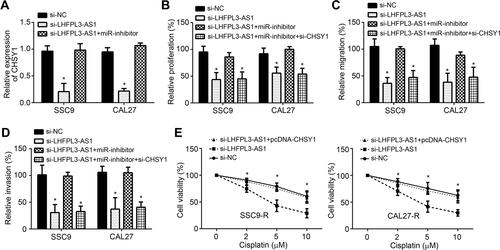 Figure 5 LHFPL3-AS1/miR-362-5p/CHSY1 cascade promotes OSCC development. (A) qRT-PCR analysis of CHSY1 expression. (B) CCK8 assay for cell proliferation analysis. (C and D) Transwell assay for migration and invasion assessment. (E) Cell proliferation assay by CCK8 using SCC9-R and CAL27-R cells. *P<0.05.