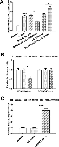 Figure 4. CircRNA-DENND4C directly targeted miR-320 in H9c2 cells