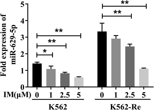 Figure 5. Analysis of miR-629-5p expression in K562 cells and K562-Re cells treated by IM with 0μmol/L, 1μmol/L, 2.5μmol/L and 5μmol/L for 48 h (*P < 0.05, **P < 0.01).